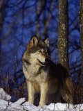 Gray Wolf, Canis Lupus Fotografie-Druck von Robert Franz