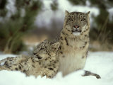 Snow Leopard, Panthera Uncia Female & Cub Himalayas, Afghanistan Photographic Print by Alan And Sandy Carey Snow Leopard, Panthera Uncia Female & Cub Himalayas, Afghanistan Photographic Print by Alan And Sandy Carey