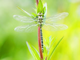 Common Hawker, Newly Emerged Male on Plant, UK Lámina fotográfica por Mike Powles Common Hawker, Newly Emerged Male on Plant, UK Lámina fotográfica por Mike Powles