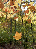 Feuille tombant d'un arbre, Feuillage d'automne Photographie par Dennis Macdonald