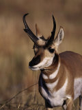 Pronghorn Antelope, Antilocapra Americana Lámina fotográfica por Robert Franz