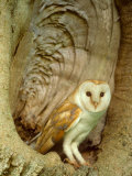Barn Owl at Nest, Summer Photographic Print by David Boag