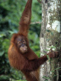 Adolescent Sumatran Orangutan, Indonesia Photographie par Robert Franz