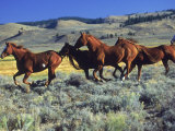 Horses Running Through Field, Seneca, OR Lámina fotográfica por Inga Spence Horses Running Through Field, Seneca, OR Lámina fotográfica por Inga Spence