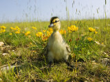 Mike Powles - Mallard, Duckling in Wildflower Meadow, UK - Fotografik Baskı Mike Powles - Mallard, Duckling in Wildflower Meadow, UK - Fotografik Baskı