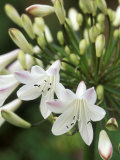 Agapanthus (Polar Ice), Close-up of White & Pale Pink Flower Head Photographic Print by Mark Bolton