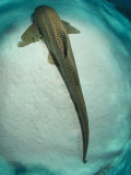Leopard Shark, Resting, New Caledonia Photographie par Tobias Bernhard