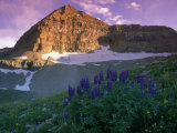 Wildflowers, Mt. Timpanogos, Wasatch NF, Utah Photographic Print by Cheyenne Rouse