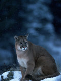 Mountain Lion in Snow, Felis Concolor, MT Photographic Print by Robert Franz