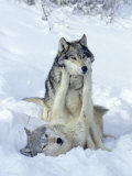 Gray Wolves, Show of Dominance Among Pack, Montana Photographic Print by Daniel Cox