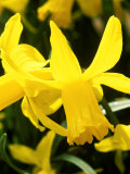 Narcissus, February Gold (Daffodil), Close-up of Yellow Flower Lámina fotográfica por Mark Bolton