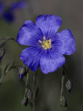Blue Flax, Belmar Park, Colorado Photographic Print by D. Robert Franz
