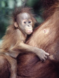 Sumatran Baby Orangutan, Pongo Pygmaeus, Indonesia Photographic Print by D. Robert Franz