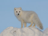 Arctic Fox, Near Churchill, Canada Lámina fotográfica por Daniel Cox Arctic Fox, Near Churchill, Canada Lámina fotográfica por Daniel Cox