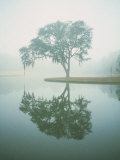 Louisiana, Oak Tree with Reflection Photographic Print by Ken Glaser