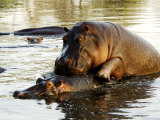 Hippopotamuses, Mating, Tanzania Lámina fotográfica por Ariadne Van Zandbergen