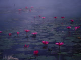 Water Lilies in Pond, Thailand Photographie par Inga Spence