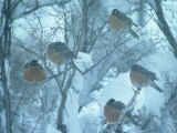 Robins on Branches in Winter, Salida, Colorado Fotografisk tryk af Frank Staub Robins on Branches in Winter, Salida, Colorado Fotografisk tryk af Frank Staub
