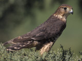 Merlin, Falco Columbarius Lámina fotográfica por Russell Burden Merlin, Falco Columbarius Lámina fotográfica por Russell Burden