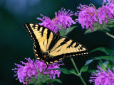 Papillon Photographie