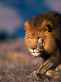 African Lion Photographic Print by Stuart Westmoreland