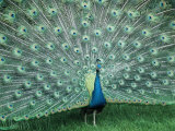 Peacock Photographic Print by Tony Ruta