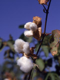 Coton Photographie par Lauree Feldman