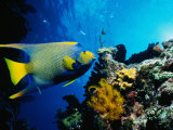 Queen Angelfish Photographic Print by Larry Lipsky