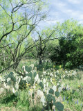 Prickly Pear Cactus, Texas Photographic Print by David Davis