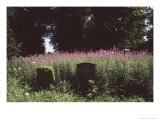 Churchyard, St Michael and All Angels, Great Tew, Oxfordshire, England Giclee Print by Simon Marsden