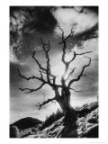 Gnarled Tree, the Black Mountains, Powys, Wales Lámina giclée por Simon Marsden Gnarled Tree, the Black Mountains, Powys, Wales Lámina giclée por Simon Marsden
