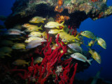 School of Grunts, Florida Keys Photographic Print by Larry Lipsky