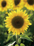 Sunflowers Photographic Print by Wallace Garrison