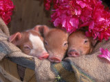 Piglets in Barrel with Flower Fotografie-Druck von Lynn M. Stone