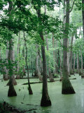 Cypress Swamp, Ms Photographic Print by Dennis Macdonald