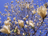 Close-up of a Blossoming Magnolia Tree Photographic Print by Henryk T. Kaiser