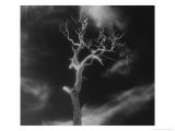 Gnarled Tree, County Offaly, Ireland Lámina giclée por Simon Marsden