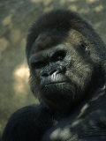 John Luke - Gorilla in San Diego Wild Animal Park, CA - Fotografik Baskı John Luke - Gorilla in San Diego Wild Animal Park, CA - Fotografik Baskı