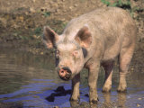 Pig Standing in Water Photographic Print by Lynn M. Stone