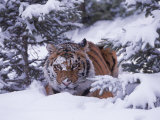 Siberian Tiger, Panthera Tigris Altaica Photographie par Lynn M. Stone