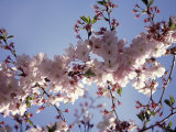 Cherry Blossom Photographic Print by Rudi Von Briel