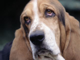 Basset Hound Photographic Print by Lynn M. Stone