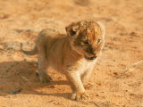 Lion Cub in Africa Photographie par John Dominis