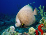 Grey Angelfish, Florida Keys Photographic Print by Larry Lipsky