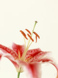 Robrum Lily Photographic Print by David Porter