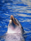 Dolphin, Seaworld, FL Fotografisk tryk af James Lemass
