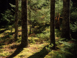 Moss Spruce Trees, Acadia National Park, ME Photographic Print by Eric Horan