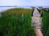 Shoreline and Dock, Chincoteague Island Fotografisk tryk af Mark Gibson