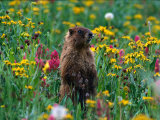 Marmot, CO Photographic Print by Sherwood Hoffman