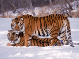 Siberian Tigers Photographic Print by Lynn M. Stone